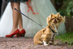 Hochzeitsfotograf Rastatt
